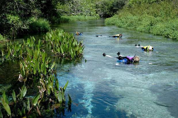 Rio Sucuri, Brasil: situado na Fazenda São Geraldo, a 18 km do centro de Bonito, o Rio Sucuri tem águas transparentes que permitem observar seus numerosos peixes coloridos. Os visitantes fazem um percurso de cerca de 2 km em 45 minutos, flutuando e mergulhando no rio Foto: Visit Brasil