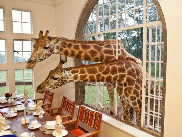 Giraffe Manor, Quênia: mansão colonial de 1930 a 20 km do centro de Nairobi, capital do Quênia, o Giraffe Manor é um incrível hotel boutique onde os hóspedes convivem com a presença das numerosas girafas que vivem ao seu redor. Seja na mesa do café da manhã, ou pela janela de seu quarto, estes belos animais encantam os visitantes numa estadia inesquecível. Diárias no Giraffe Manor a partir de R$ 600 diários Foto: Divulgação