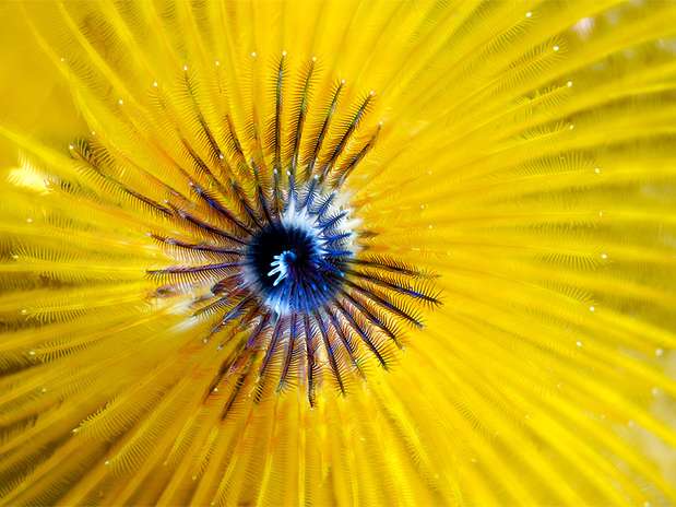 Os poliquetas-árvore-de-natal, 'Spirobranchus giganteus', vivem dentro da colônia dos corais, em tubos que se estendem conforme o coral cresce ao redor. O verme esconde seu corpo dentro do tubo e extende suas guelras coloridas para fora. As guelras absorvem oxigênio da água, retêm partículas de alimento e também funcionam como sensores de movimento Foto: Marcelo Krause/Mares Tropicais / BBC
