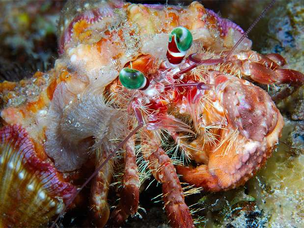 Os caranguejos-ermitões, como este 'Dardanus pedunculatus', possuem o abdome exposto, macio e apetitoso para os peixes. Ele também é espiralado, o que lhe facilita inserir-se na concha de um molusco, que os ermitões então usam e carregam para se proteger Foto: Marcelo Krause/Mares Tropicais / BBC