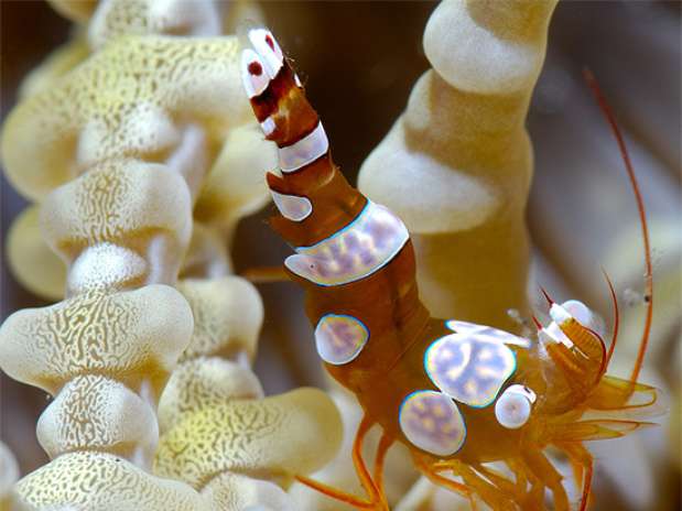 O camarão-agachado, 'Thor amboinensis', é uma das espécies marinhas que podem ser encontradas em todos os oceanos tropicais do planeta. Quando excitado, estica sua cauda toda para cima e a balança de um lado para o outro. Essa espécie, apesar de viver em anêmonas, não é limpadora como os outros camarões que ganham a vida retirando parasitas de peixes Foto: Marcelo Krause/Mares Tropicais / BBC