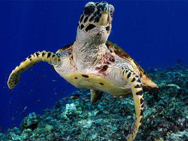 Quando não estão se alimentando, as tartarugas-verdes, 'Chelonia mydas', passam a maior parte do tempo descansando ou dormindo no fundo. A cada 40 minutos, aproximadamente, elas precisam nadar até a superfície para respirar. Esta tartaruga verde da Papua Nova Guiné está acordando e preparando-se para subir Foto: Marcelo Krause/Mares Tropicais / BBC
