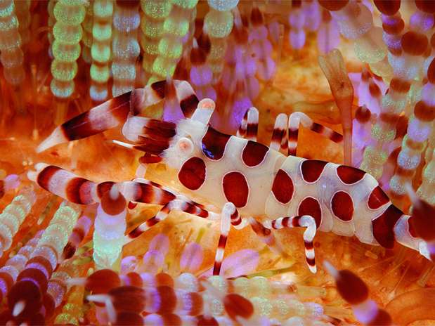 Um camarão-de-coleman, 'Periclimenes coleman'i, em sua casa, sobre o ouriço-de-fogo, 'Asthenosoma varians'. O camarão encontra proteção entre os espinhos do ouriço. A área onde o camarão-de-coleman está não possui espinhos, pois o camarão corta alguns deles para fazer um ninho onde se aloja Foto: Marcelo Krause/Mares Tropicais / BBC