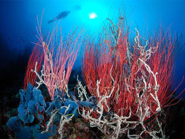 Diferentemente das outras espécies de corais com forma de leque ou de arbusto, os corais do gênero Ellisella possuem ramos alongados e finos como um chicote. Diversos tipos de animais vivem associados a eles, como camarões, moluscos e pequenos peixes Foto: Marcelo Krause/Mares Tropicais / BBC