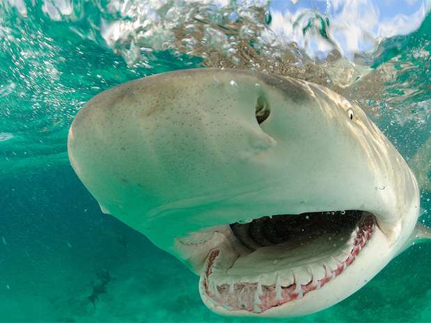 O dente do tubarão mako é fino e pontudo como um anzol, para agarrar e segurar sua presa; o do tubarão branco é triangular e serrilhado, para cortar pedaços da presa. O dente do tubarão tigre é adaptado para cortar a carapaça de tartarugas marinhas. Novos dentes crescem continuamente para frente e vão repondo os quebrados ou desgastados Foto: Marcelo Krause/Mares Tropicais / BBC