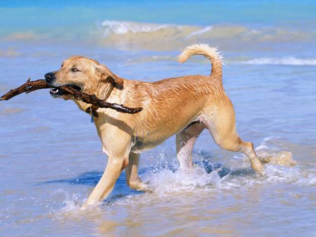 Se a família pretende relaxar na praia, nem pense em contar com a companhia do pet na areia. Evite caminhar com o animal nos períodos de sol quente. Tanto o asfalto como a areia queimam as patas dos animais, assim como nossos pés. O protetor solar é essencial para cães e gatos com pele e pelagem clara ou albinos, focinho despigmentado ou que ficam horas expostos ao sol. Foto: Getty Images
