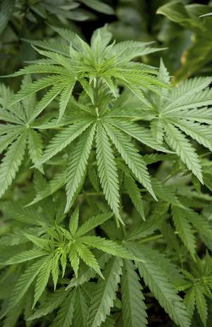 O THC reduz as atividades em áreas do cérebro ligadas aos aspectos emocionais de sofrimento Foto: Getty Images O THC reduz as atividades em áreas do cérebro ligadas aos aspectos emocionais de sofrimento Foto: Getty Images