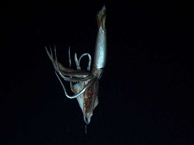 O animal tem cerca de três metros de comprimento, embora não tenha seus dois tentáculos mais proeminentes, por isso que se acredita que originalmente podia medir oito ou nove metros.  Foto: NHK/Discovery Channel/AFP / Divulgação