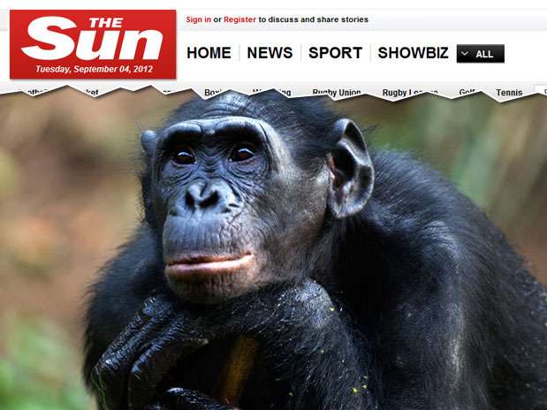 Chimpanzé Gina passou a assistir pornografia com frequência desde que ganhou uma TV Foto: The Sun / Reprodução Chimpanzé Gina passou a assistir pornografia com frequência desde que ganhou uma TV Foto: The Sun / Reprodução