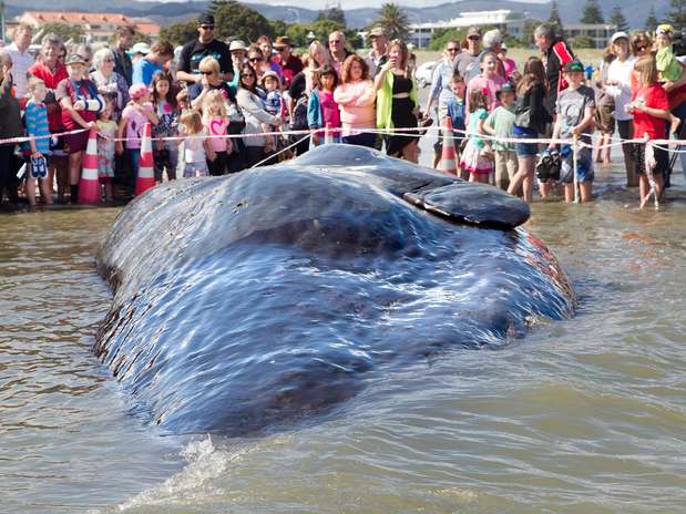 Centenas de pessoas foram até a praia para ver a baleia morta Foto: AFP Centenas de pessoas foram até a praia para ver a baleia morta Foto: AFP