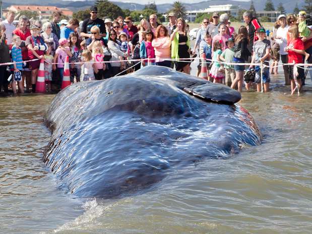 Centenas de pessoas foram até a praia para ver a baleia morta Foto: AFP