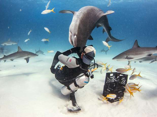 Eli Martinez \"beija\" um dos tubarões que ele visita há cerca de 10 anos Foto: Caters / The Grosby Group