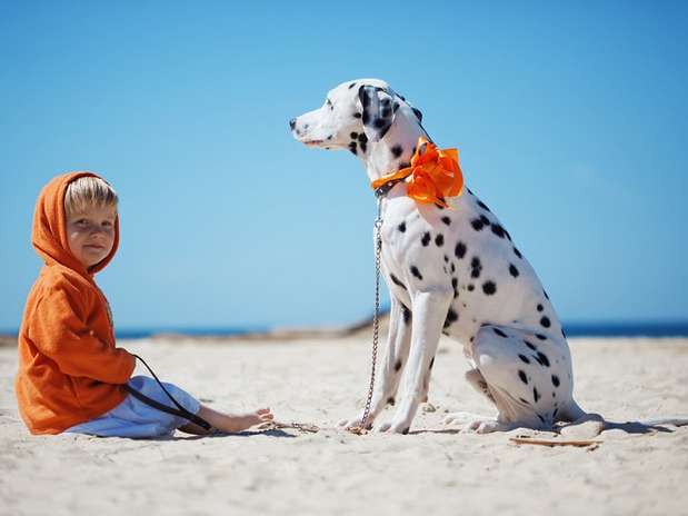 Muito fiéis, os dálmatas são bastante apegados à própria família Foto: Shutterstock