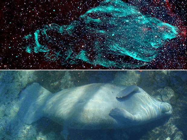 Telescópio faz novo registro de curiosa nebulosa em forma de peixe-boi Foto: NSF Karl G. Jansky Very Large Array (VLA), NRAO/AUI/NSF, K. Golap, M. Goss; Nasa Wide Field Survey Explorer (WISE)/Tracy Colson / Divulgação Telescópio faz novo registro de curiosa nebulosa em forma de peixe-boi Foto: NSF Karl G. Jansky Very Large Array (VLA), NRAO/AUI/NSF, K. Golap, M. Goss; Nasa Wide Field Survey Explorer (WISE)/Tracy Colson / Divulgação