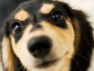 Confira 10 questões sobre o melhor amigo do homem