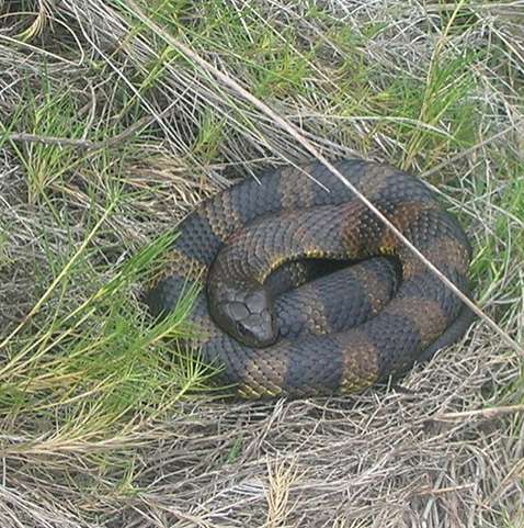 Cobra krait malasiana: tudo sobre serpente considerada umas das venenosas  do mundo