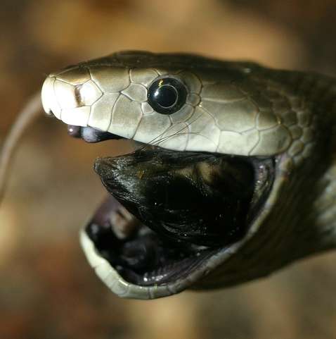 Cobra krait malasiana: tudo sobre serpente considerada umas das venenosas  do mundo