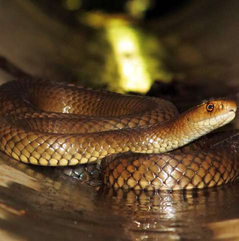 Cobra krait malasiana: tudo sobre serpente considerada umas das venenosas  do mundo