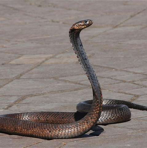 Cobra krait malasiana: tudo sobre serpente considerada umas das venenosas  do mundo