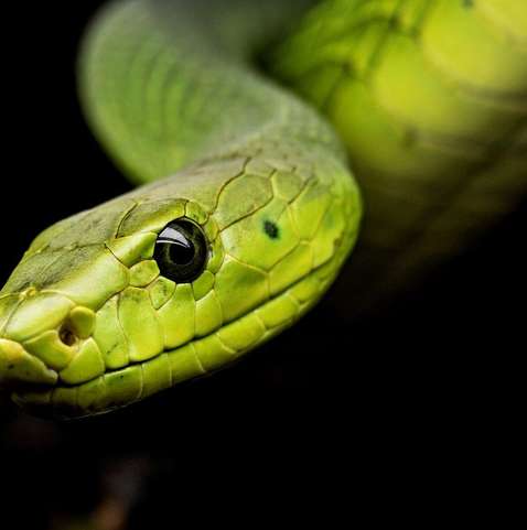 Afinal, a cobra-verde é ou não venenosa? - Geral - Cassilândia