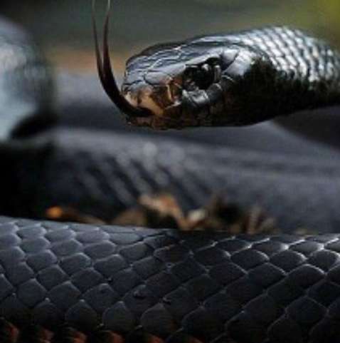 Serpente mais mortal da Austrália é encontrada no quarto de