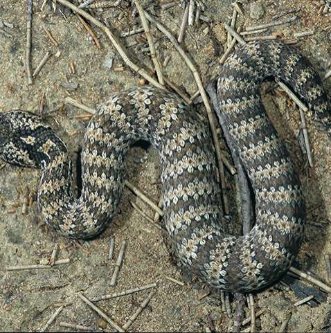 Serpente mais mortal da Austrália é encontrada no quarto de