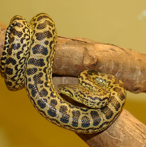 Cientistas criam macaco com olhos verdes fluorescentes e dedos