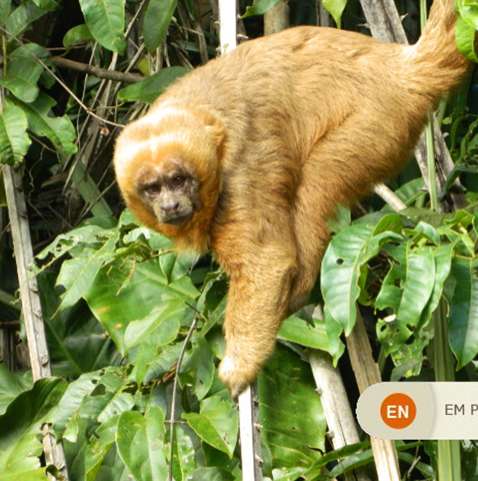 Cientistas criam macaco com olhos verdes fluorescentes e dedos