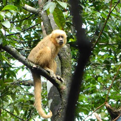 Cientistas criam macaco com olhos verdes fluorescentes e dedos