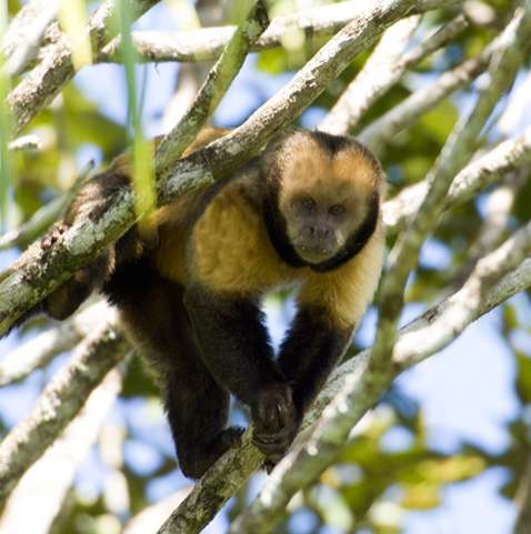 Cientistas criam macaco com olhos verdes fluorescentes e dedos