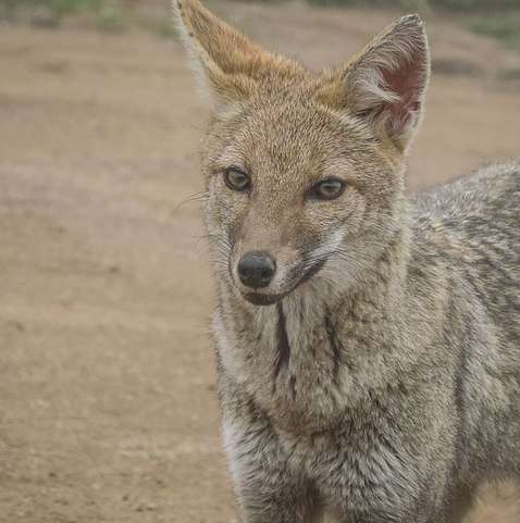 O misterioso animal híbrido de raposa e cão encontrado em estrada