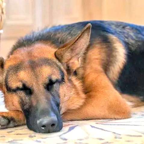 Conheça Commander, novo cachorro pastor alemão de Joe Biden