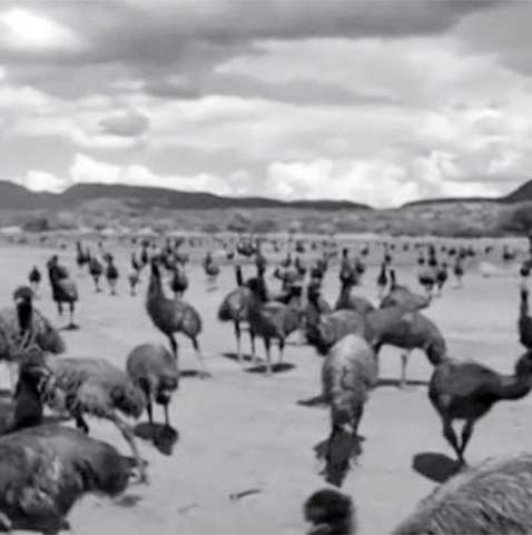 Ô + Imagens Vídeos Quem ganhou Aus Sobre Guerra aos Emus, também