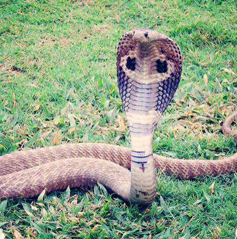 Veneno de uma das cobras mais mortais do mundo pode servir de