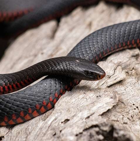 Veneno de uma das cobras mais mortais do mundo pode servir de