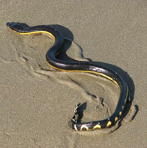 Veneno de uma das cobras mais mortais do mundo pode servir de