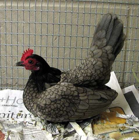 FOTOS: galinha bota ovos no formato de biscoito de polvilho, Centro-Oeste