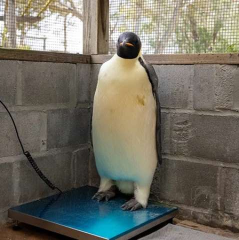 Fotos De Pinguim Imperador Pinguim Imperador Fatos, Dieta, Habitat E