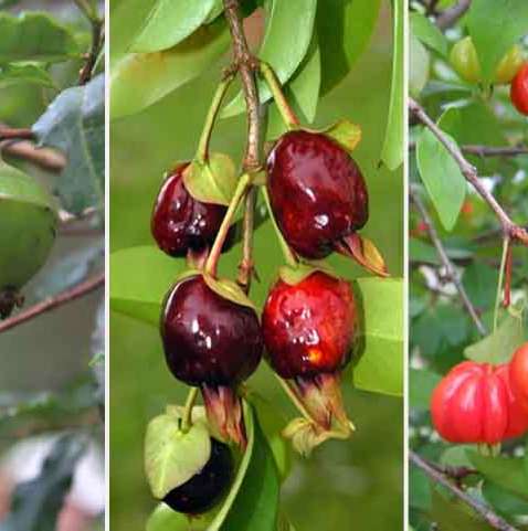 Suculência e frescor das frutas típicas da Mata Atlântica