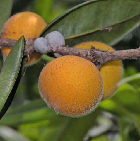果樹 utabe.f Suculência e frescor das frutas típicas da Mata Atlântica