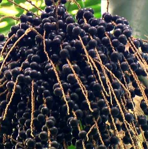 果樹 utabe.f Suculência e frescor das frutas típicas da Mata Atlântica