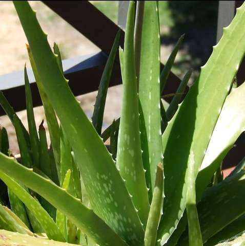 Conhea a babosa, tambm chamada de aloe vera: utilidades e contraindicaes