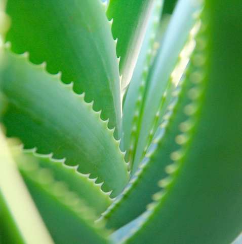 aloe vera drink deutschland Aloe Vera Drink Grape 240ml main image 1