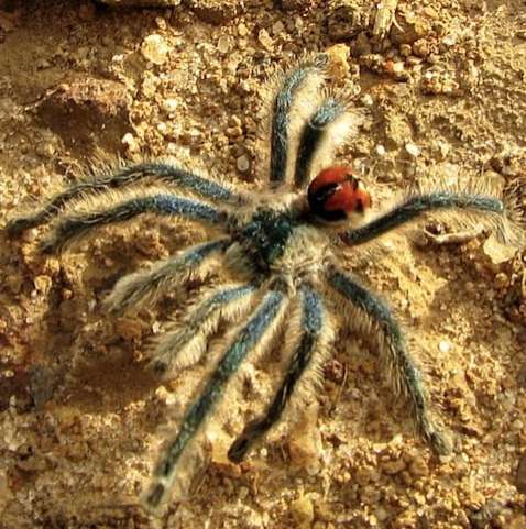 Em risco! Aranhas raras da Amazônia se tornam alvo do tráfico de