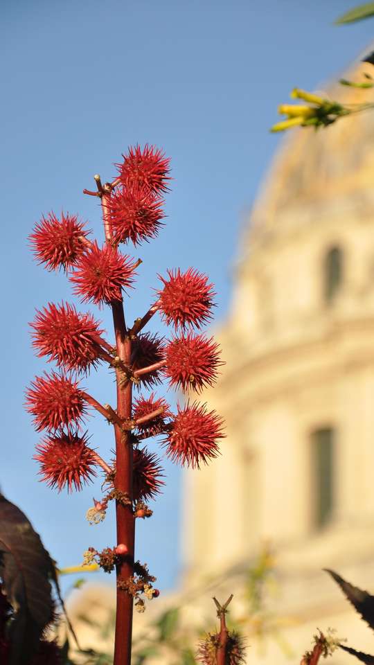 Descubra quais são as 11 plantas mais venenosas do mundo - Mega