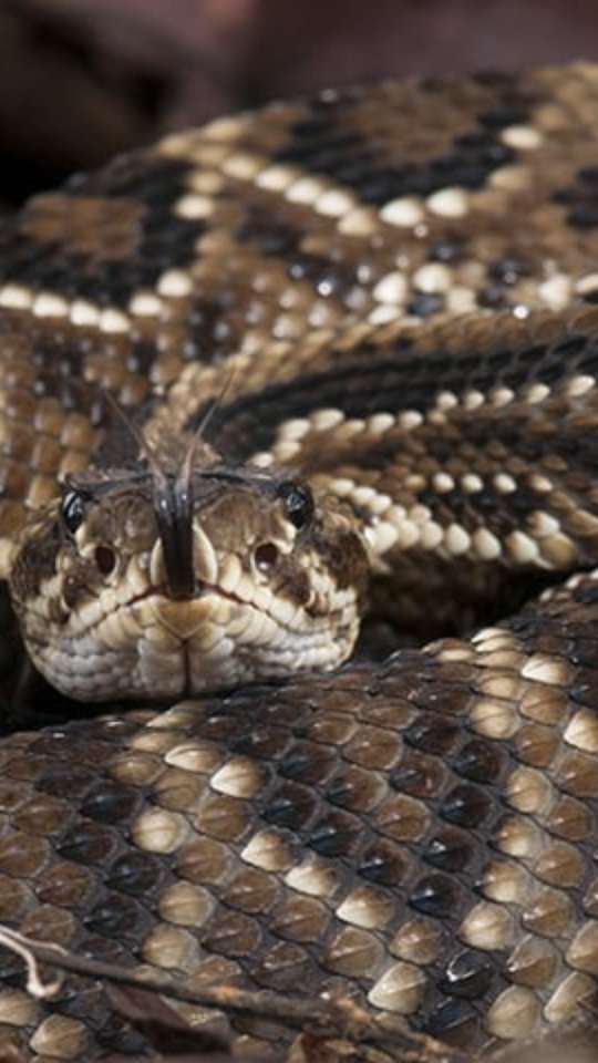 Animais Perigosos do Brasil: As Cobras