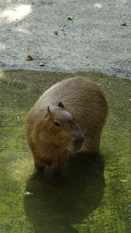 Cabeça de capivara fofa em estilo simples