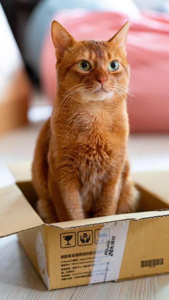 O gato com o salto mais alto do mundo tem vídeos incríveis no  -  Mega Curioso