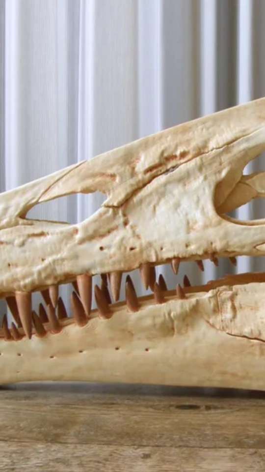 Fóssil de dinossauro de 110 milhões de anos, contrabandeado para