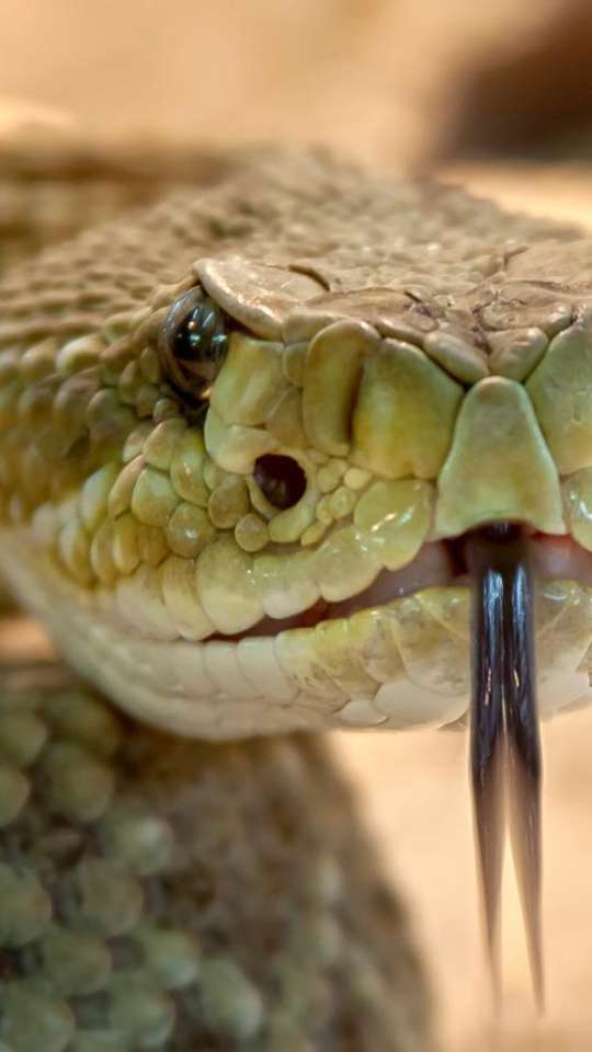 Estas são as serpentes mais venenosas do mundo